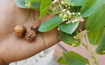 Cush Qasil: An Ancient Treatment with Modern Safety Standards
